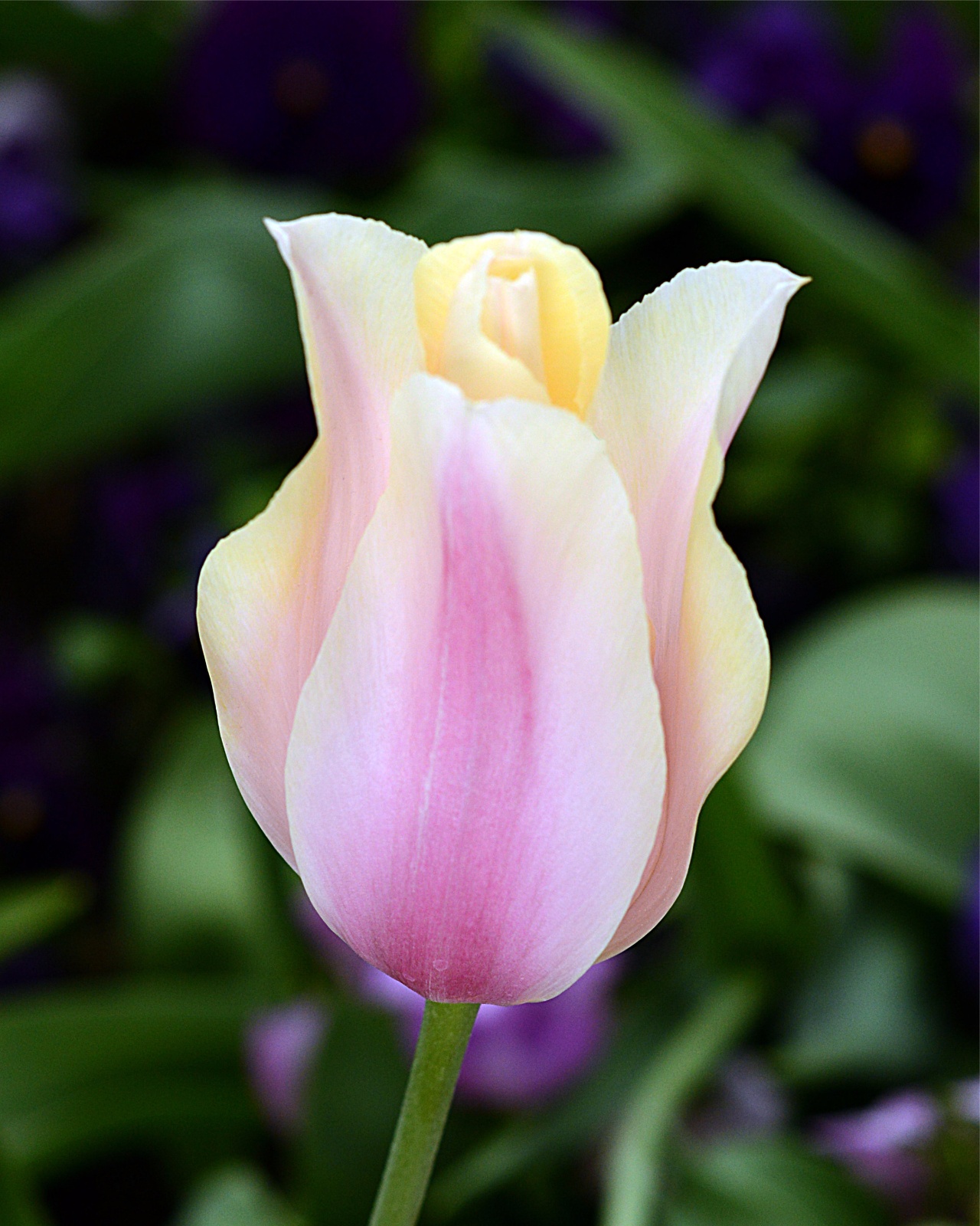 Tulip 27